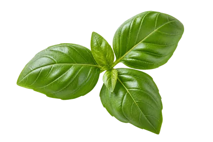 Fresh green basil leaves